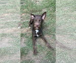 Small #3 Mutt