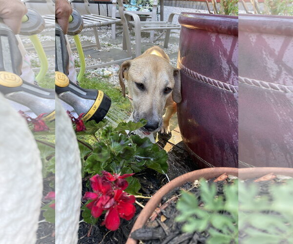 Medium Photo #8 Labrador Retriever-Unknown Mix Puppy For Sale in Derwood, MD, USA