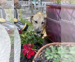 Small #7 Labrador Retriever Mix