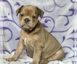 Small #3 English Bulldog-French Bulldog Mix
