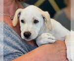 Small #2 Labrador Retriever Mix