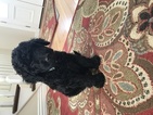 Small Photo #1 Goldendoodle-Poodle (Standard) Mix Puppy For Sale in CORNING, CA, USA