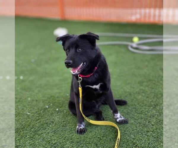 Medium Photo #2 German Shepherd Dog-Unknown Mix Puppy For Sale in Las Vegas, NV, USA