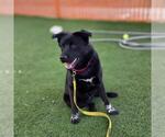 Small #1 German Shepherd Dog Mix