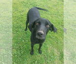 Small #4 Labrador Retriever Mix