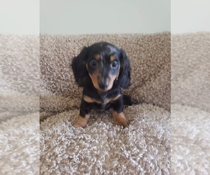 Dachshund Puppy for Sale in LUMBERTON, North Carolina USA