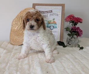 Medium Poodle (Miniature)