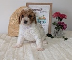 Puppy Eliza Poodle (Miniature)