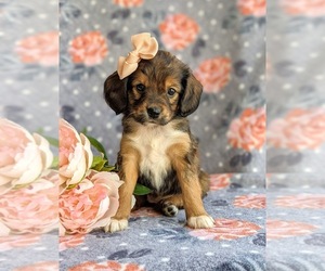 Cocker Spaniel-Unknown Mix Puppy for sale in CHRISTIANA, PA, USA