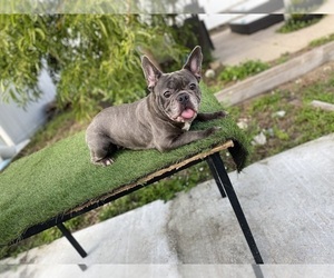 French Bulldog Puppy for sale in NORTH FT MYERS, FL, USA