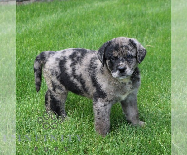 Medium Photo #4 Labrador Retriever-Miniature Bernedoodle Mix Puppy For Sale in NARVON, PA, USA