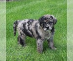Small #3 Labrador Retriever-Miniature Bernedoodle Mix