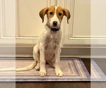 Laney - Female Mutt Dog for Adoption - Small photo
