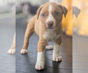 Labrador Retriever-Unknown Mix Dogs for adoption in Chester, VA, USA
