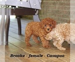 Small #4 Cavapoo
