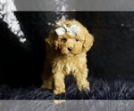 Small Photo #5 Poodle (Miniature) Puppy For Sale in WARSAW, IN, USA