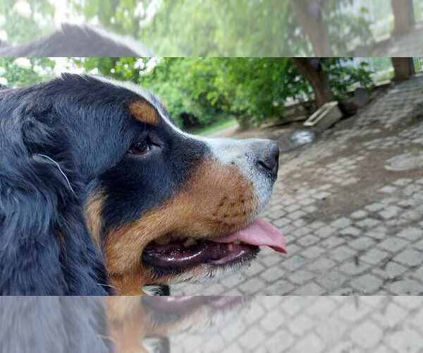 Medium Photo #6 Bernese Mountain Dog Puppy For Sale in Hatvan, Heves, Hungary