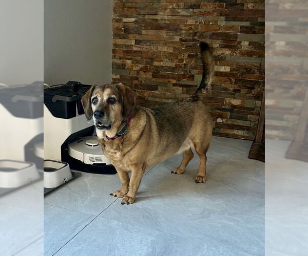 Medium Photo #1 Basset Hound-Unknown Mix Puppy For Sale in Royal Palm Beach, FL, USA