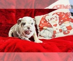 Small Photo #5 Bulldog Puppy For Sale in CINCINNATI, OH, USA