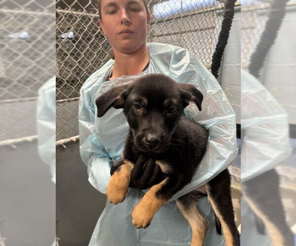 Medium Photo #1 Labrottie Puppy For Sale in Stockton, CA, USA