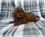 Small #1 Goldendoodle (Miniature)