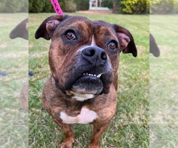 Medium Photo #14 American Pit Bull Terrier-Bulldog Mix Puppy For Sale in Wenonah, NJ, USA