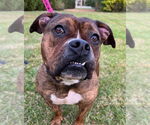 Small #13 American Pit Bull Terrier-Bulldog Mix