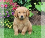 Small #1 Golden Retriever