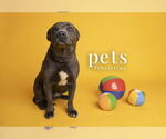 Small #10 Weimaraner Mix
