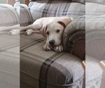 Small #2 Labrador Retriever Mix