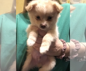 Chiranian Puppy for sale in ENDWELL, NY, USA