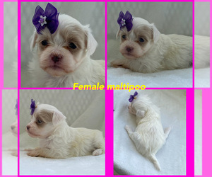 Maltipoo Puppy for sale in LANCASTER, KY, USA
