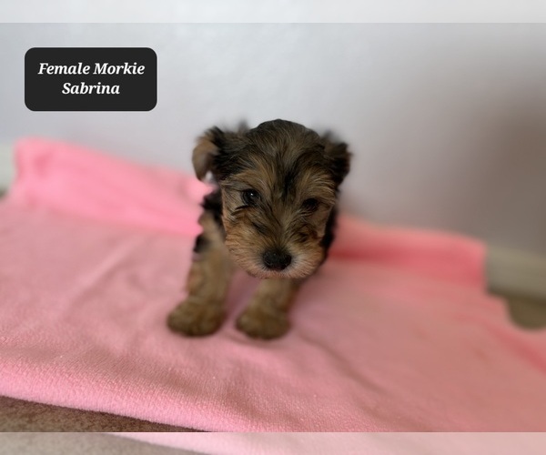 Medium Photo #3 Morkie Puppy For Sale in TUCSON, AZ, USA