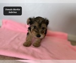 Small #2 Morkie