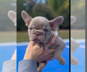 French Bulldog Puppy for sale in BROOKSVILLE, FL, USA