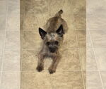 Small Mutt