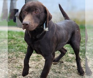 Father of the Labrador Retriever puppies born on 05/05/2024