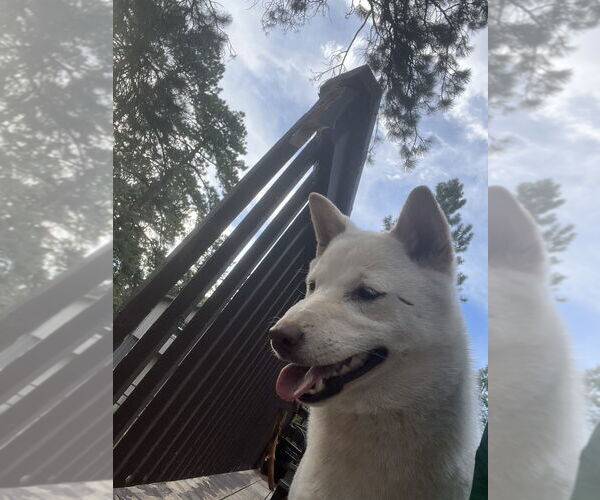 Medium Photo #2 Shiba Inu Puppy For Sale in Lakewood, CO, USA