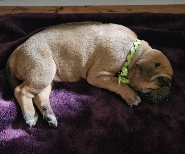 Medium Photo #9 Rhodesian Ridgeback Puppy For Sale in STANWOOD, WA, USA