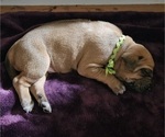 Small #8 Rhodesian Ridgeback