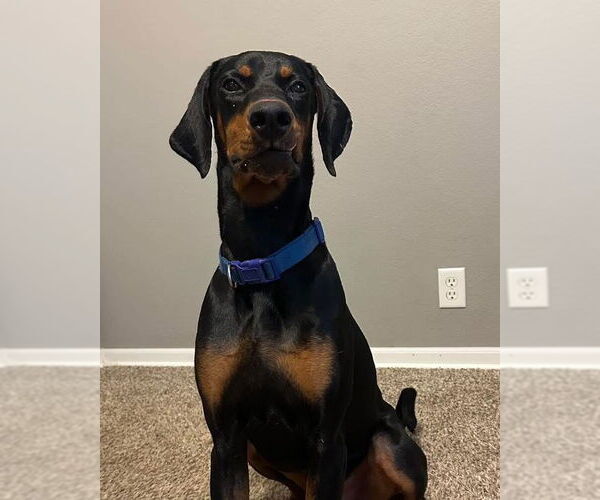 Medium Photo #4 Doberman Pinscher Puppy For Sale in Minneaoplis, MN, USA
