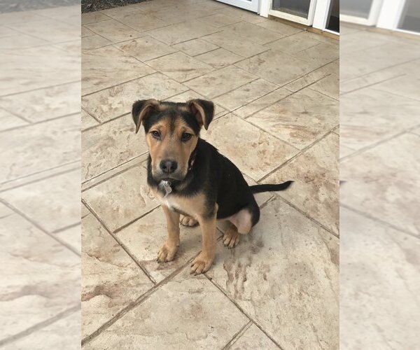 Medium Photo #1 Mutt Puppy For Sale in New York, NY, USA