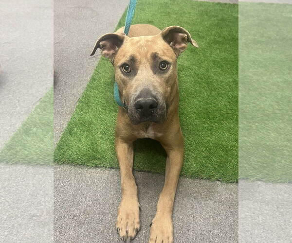 Medium Photo #3 Black Mouth Cur-Rhodesian Ridgeback Mix Puppy For Sale in Euless, TX, USA