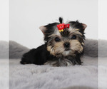 Small #4 Yorkshire Terrier