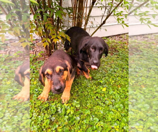 Medium Photo #2 Bloodhound-German Shepherd Dog Mix Puppy For Sale in Aurora, IN, USA