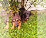 Small #1 Bloodhound-German Shepherd Dog Mix
