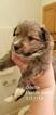 Small Photo #3 Shetland Sheepdog Puppy For Sale in MOUNT WASHINGTON, KY, USA