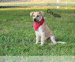 Small Photo #5 Box heeler Puppy For Sale in RANGER, GA, USA