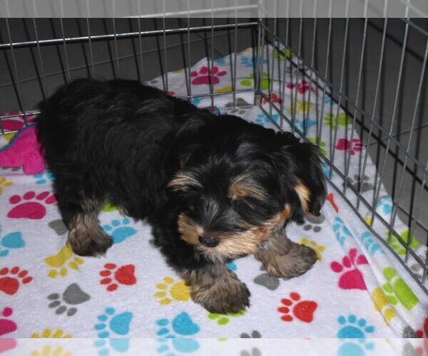 Medium Photo #7 Havashire Puppy For Sale in ORO VALLEY, AZ, USA