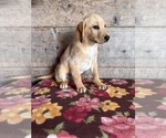 Small #15 Labrador Retriever